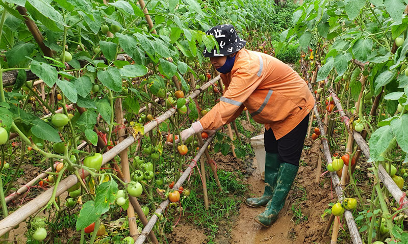  Nông dân xã Huống Thượng thu hoạch rau trồng theo quy trình VietGAP.