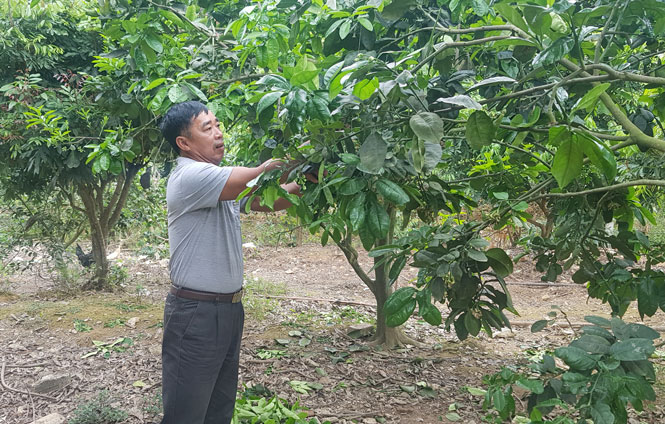  Gia đình ông Đoàn Hồng Minh, ở xóm Phả Lý, xã Văn Hán (Đồng Hỷ) đã mạnh dạn chuyển đổi gần 1ha đất trồng keo, chè trung du sang cây ăn quả và chè cành.