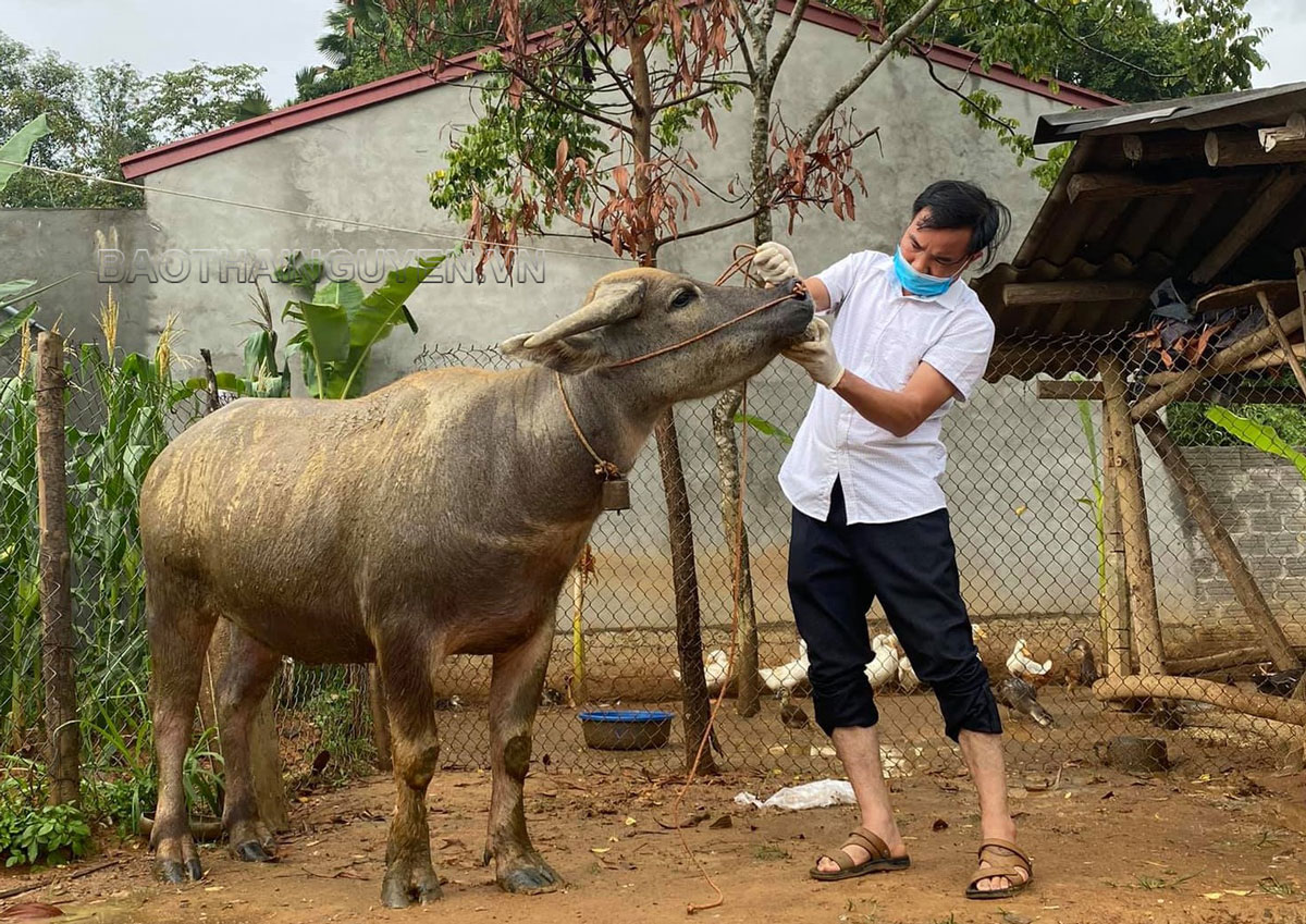  Cán bộ Trung tâm Dịch vụ Nông nghiệp huyện Định Hóa kiểm tra trâu đã khỏi bệnh.