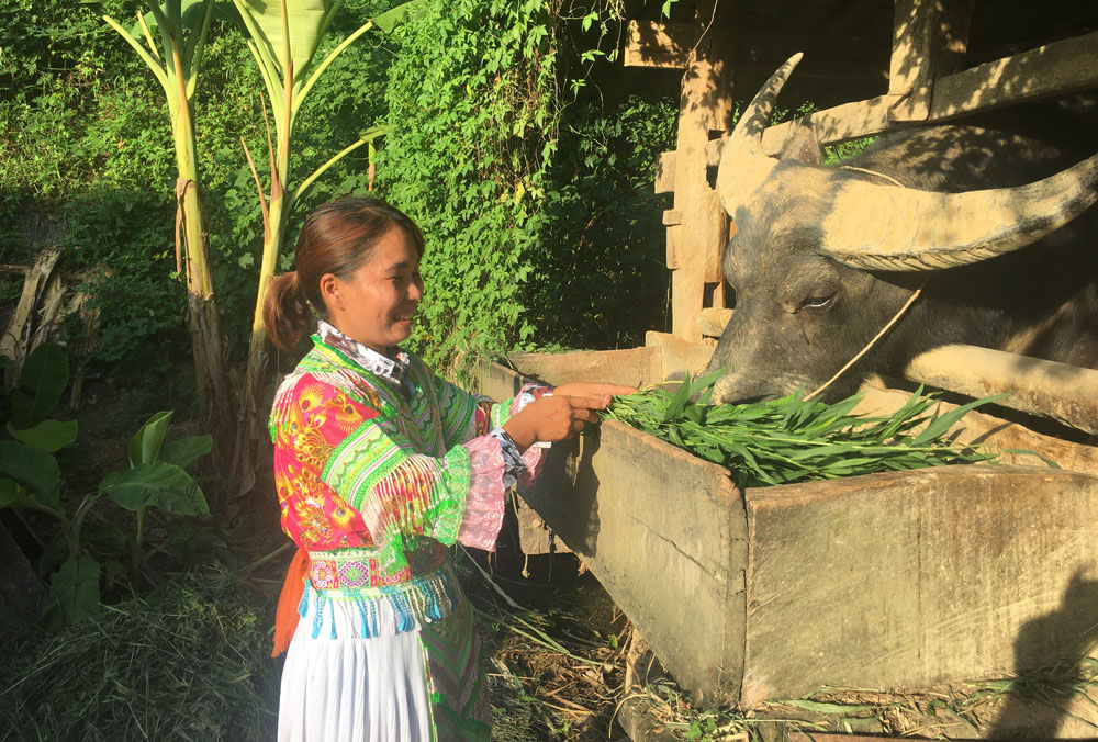  Hiện nay, chị Hoàng Thị Mai đang đầu tư vỗ béo 2 con trâu, dự kiến được bán vào dịp cuối năm.