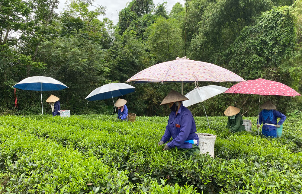  Chi hội Phụ nữ xóm 9 (thị trấn Sông Cầu, Đồng Hỷ) hái chè đổi công.