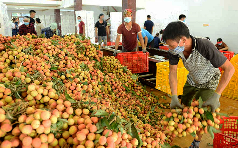  Cơ sở của ông Trần Văn Ðoàn (phố Kim, xã Phượng Sơn, huyện Lục Ngạn, tỉnh Bắc Giang) mỗi ngày thu mua hơn 20 tấn vải sớm để xuất khẩu. Ảnh: AN KHÁNH