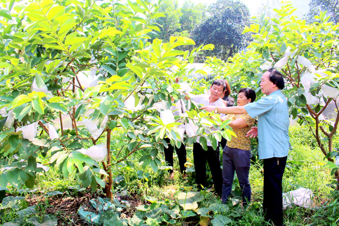  Lãnh đạo Ủy ban MTTQ huyện Định Hóa thăm mô hình trồng cây ăn quả cho thu nhập cao của một gia đình tiêu biểu trong phong trào thi đua phát triển kinh tế, xóa đói giảm nghèo ở xóm Bản Đa, xã Kim Phượng. 