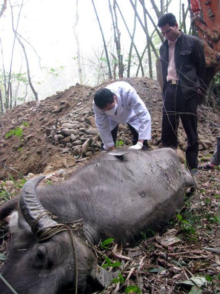 Cán bộ thú y lấy mẫu bệnh phẩm trâu của gia đình ông Lê Đức Minh, xã Bản Ngoại (Đại Từ) để đem đi xét nghiệm.