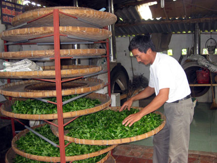  Người dân xã Minh Lập (Đồng Hỷ) sản xuất chè an toàn theo tiêu chuẩn VietGAP.