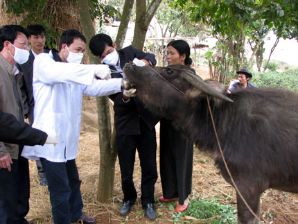 Cán bộ Chi cục thú y tỉnh và Trạm thú y huyện Phú Lương lấy mẫu bệnh để xét nghiệm trên gia súc của gia đình chị Phan Thị Mai Huy, xóm Tràng Học, xã Phấn Mễ.