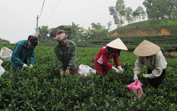  Bà con xóm Cây Thị, xã Phúc Xuân (TP Thái Nguyên) thu hái chè vụ đông.