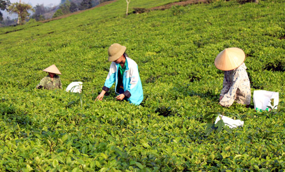  Chè là cây trồng chính, giúp giảm nghèo, mang lại cuộc sống khấm khá cho người dân xóm Tân Thành, xã Tràng Xá (Võ Nhai). Tuy nhiên, tiềm năng của cây chè ở đây chưa được phát huy tốt khi giá trị thu được còn thấp.