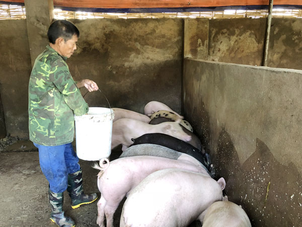  Hằng ngày, ông Nguyễn Văn Hiện vẫn chịu khó làm vườn và chăm sóc đàn lợn 50 con để phát triển kinh tế gia đình.