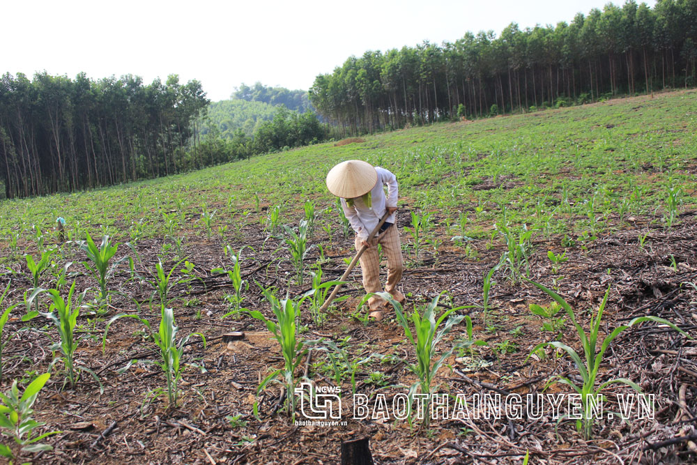  Thiếu nước sản xuất, ruộng đồng của người dân xóm Đồng Tâm phụ thuộc vào nước mưa.