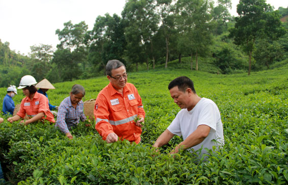  Ông Vũ Hồng, Phó Tổng Giám đốc Công ty THNH Khai thác Chế biến khoáng sản Núi Pháo thăm vườn chè an toàn đạt tiêu chuẩn VietGAp ở xóm 7, xã Hà Thượng (Đại Từ).