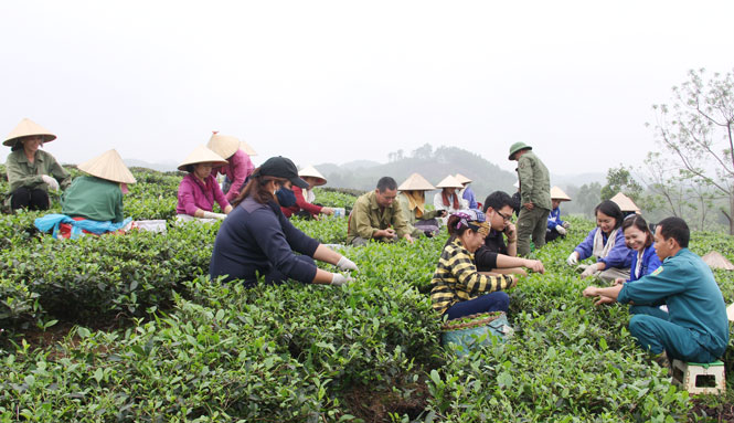  Nông dân thị trấn Sông Cầu thu hái chè.