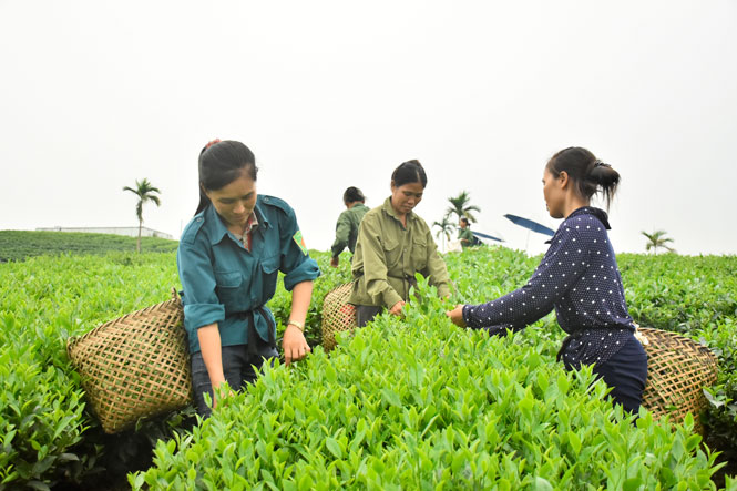  Chi hội Phụ nữ xóm Sơn Thắng 1, xã Sơn Phú (Định Hóa) giúp nhau hái chè.