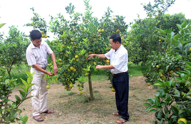  Mô hình trồng cây ăn quả với quy mô hơn 1ha của gia đình ông Ngô Xuân Bắc, xóm Thuận Đức cho thu nhập gần 500 triệu đồng/năm.