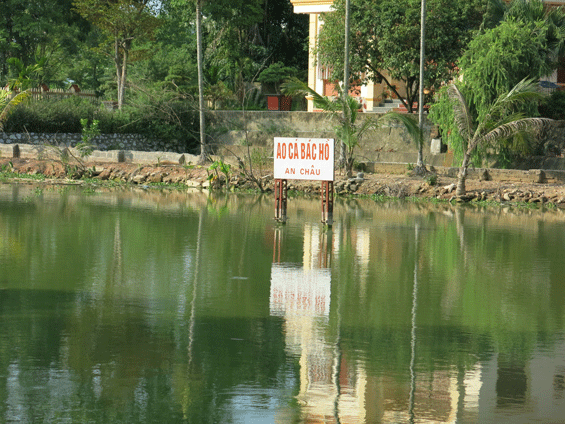  Ao cá Bác Hồ ở tổ dân phố An Châu, phường Mỏ Chè.