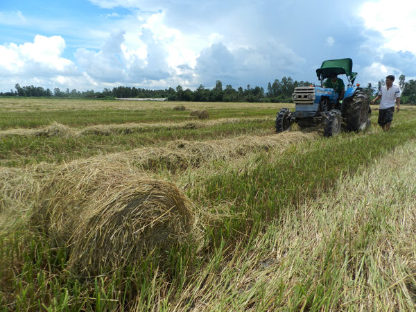  Áp dụng trên diện rộng quy trình, công nghệ thu gom tập trung, phân loại, xử lý, tái sử dụng, tuần hoàn, chuyển đổi mục đích sử dụng phế, phụ phẩm nông nghiệp.