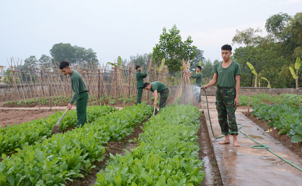  Các chiến sĩ Đại đội Trinh sát chăm sóc vườn rau, đảm bảo thực phẩm tại chỗ.