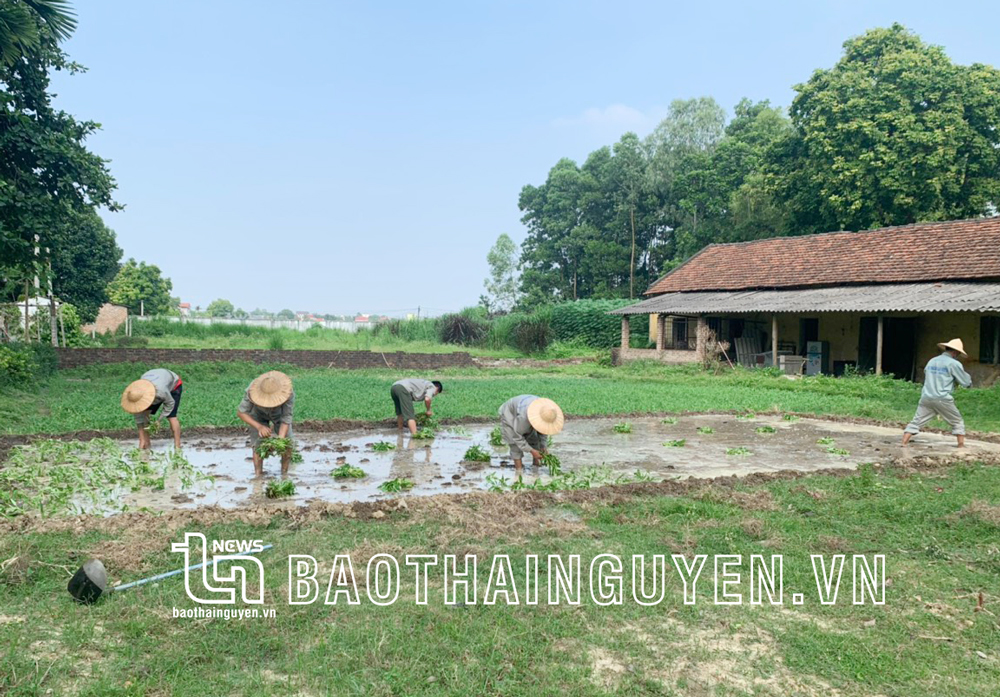  Học viên cai nghiện tại Cơ sở điều trị nghiện tự nguyện và công tác xã hội TP. Phổ Yên tham gia lao động trị liệu. 