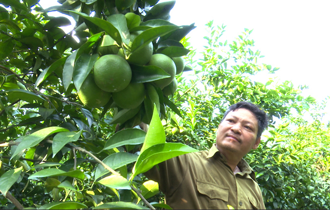  Mô hình trồng cam Vinh - bưởi Diễn của gia đình hội viên nông dân Hoàng Văn Mậu, xóm Làng Mới, xã Tân Long (Đồng Hỷ) bình quân mỗi năm thu hoạch từ 2- 3 tấn cam và trên 1.000 quả bưởi (ước tính thu nhập khoảng 300 triệu đồng).