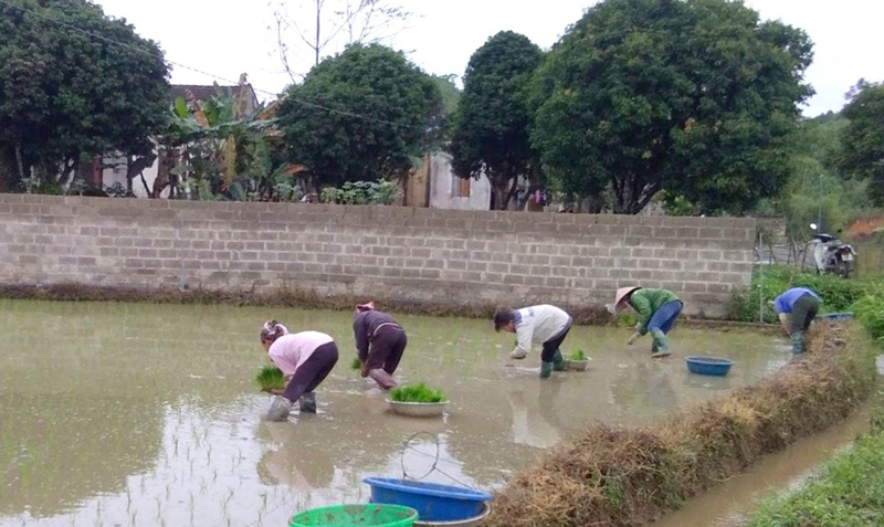  Người dân xóm Đồng Chốc, xã Nam Hòa cấy giống lúa J02.