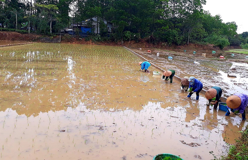   Bà con nông dân xóm Nam Thái, xã Tân Cương triển khai mô hình giống lúa mới kết hợp sử dụng phân viên nén dúi sâu.