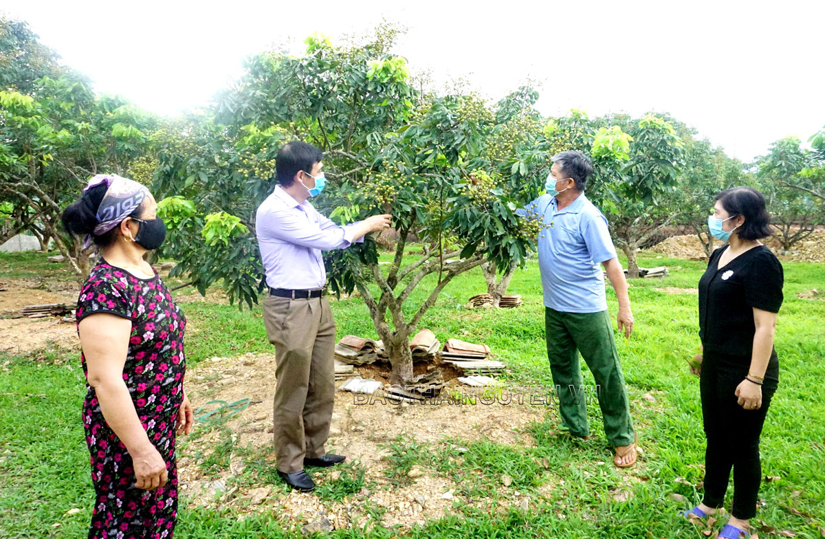  Cán bộ Trung tâm Khuyến nông tỉnh hướng dẫn người dân xóm Làng Mới, xã Tân Long (Đồng Hỷ) cách chăm sóc cây nhãn ghép mắt để cho thu hoạch rải vụ.  