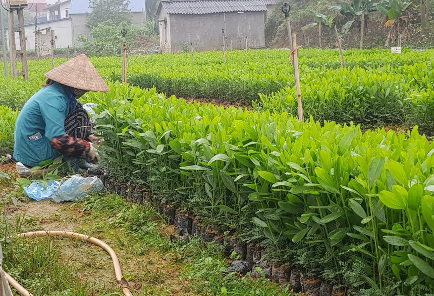  Cơ sở giống cây lâm nghiệp Thanh Hảo, ở xã Hóa Trung (Đồng Hỷ) đang tập trung chăm sóc cây giống cung ứng cho người dân trồng rừng.