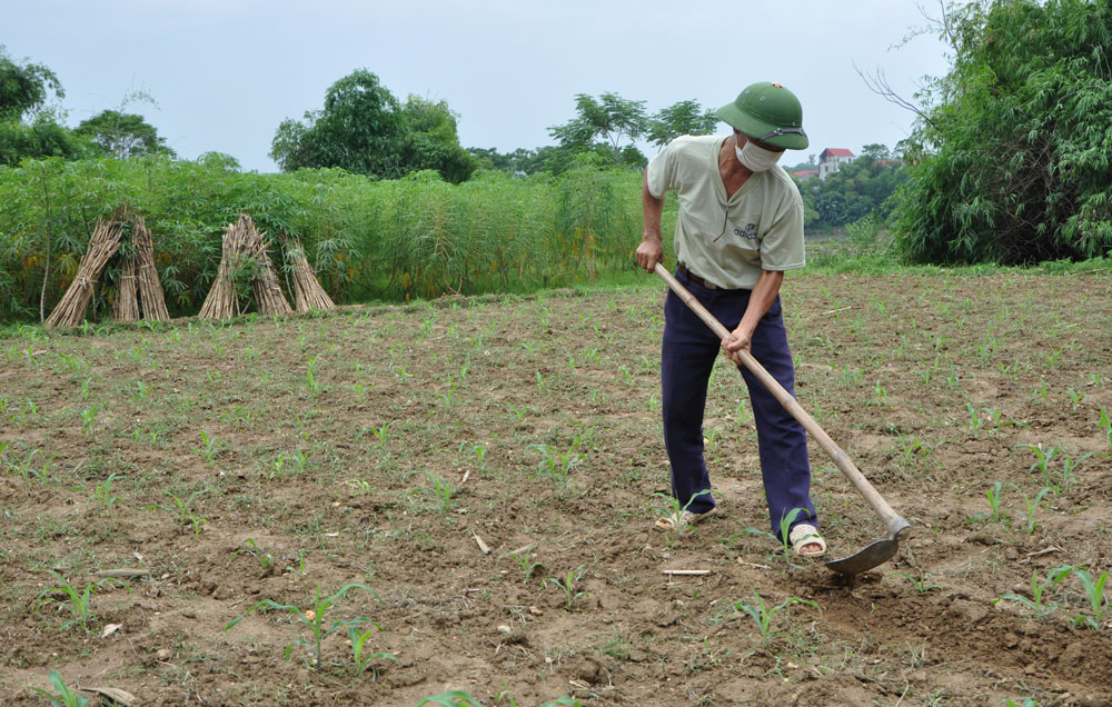  Người dân xóm Diệm Dương, xã Nga My (Phú Bình) chăm sóc cây ngô vụ đông.