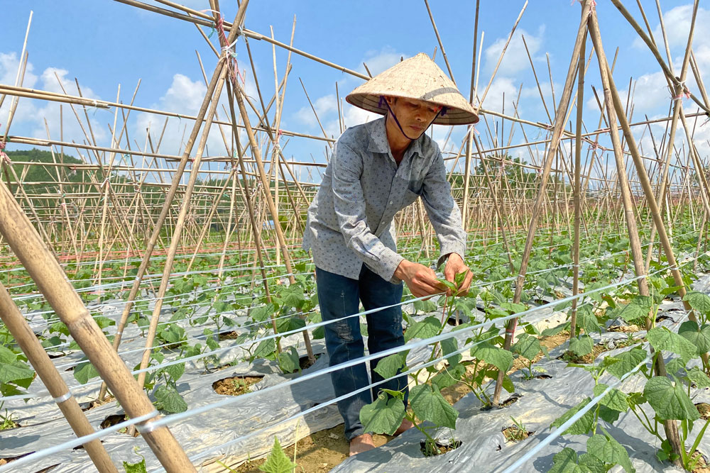  Ông Miêu Văn Long, xóm Đồng Chốc, xã Nam Hòa (Đồng Hỷ) chăm sóc dưa chuột vụ đông.