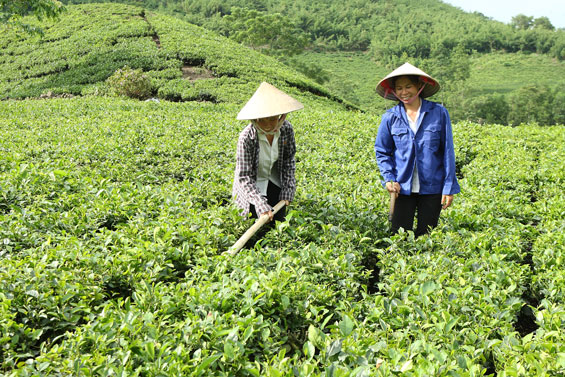  Xã viên Hợp tác xã chè La Bằng (Đại Từ) chăm sóc cây chè ngay sau khi thu hái. Ảnh Thế Hà