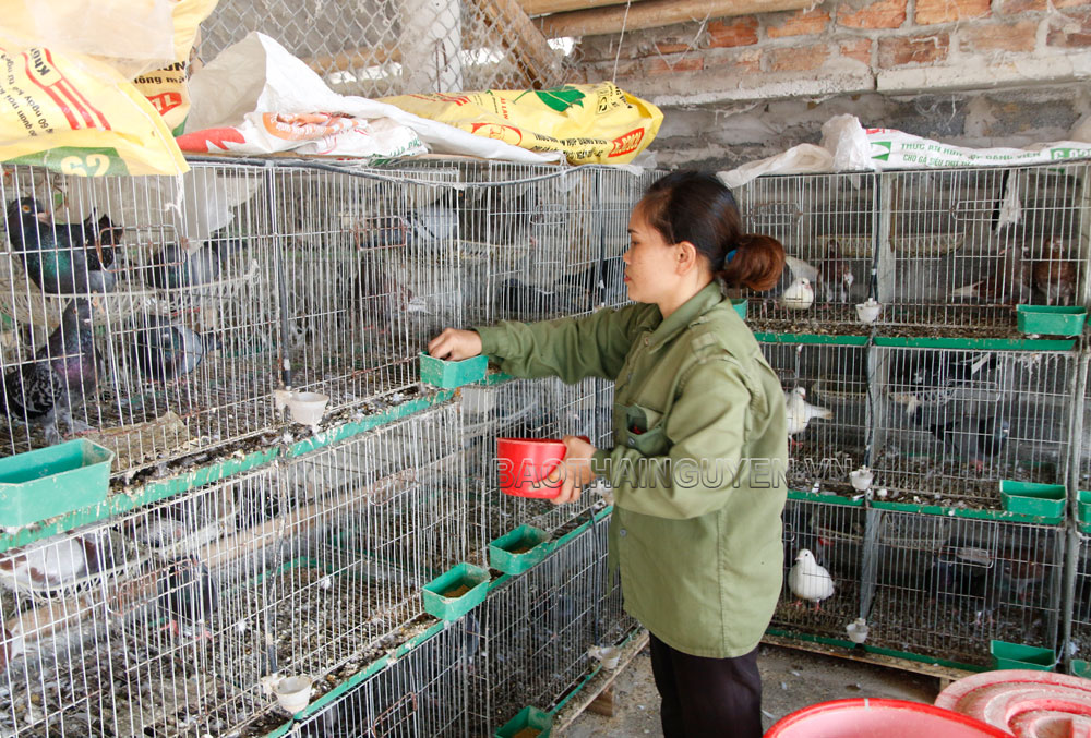  Thông qua Dự án hỗ trợ phát triển chăn nuôi, nhiều hộ dân ở huyện Định Hóa được tiếp cận với giống vật nuôi mới, có giá trị kinh tế cao. Trong ảnh: Người dân xã Đồng Thịnh được hỗ trợ xây dựng mô hình chăn nuôi chim bồ câu.