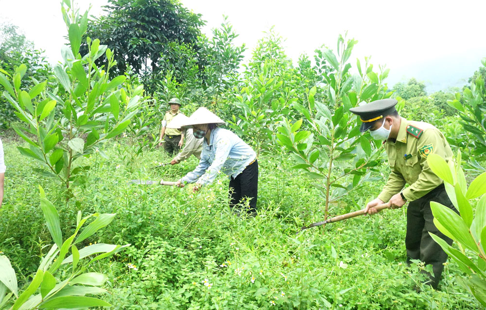  Cán bộ Hạt Kiểm lâm Đại Từ hướng dẫn người dân xã Ký Phú phát dọn thực bì để hạn chế nguy cơ xảy ra cháy rừng.