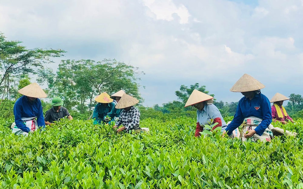  Thu hái chè tại làng nghề chè Duyên Phú, xã Phú Đình (Định Hóa).