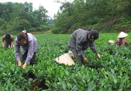  Bà con nhân dân xã Phú Thịnh (Đại Từ) thu hái chè.