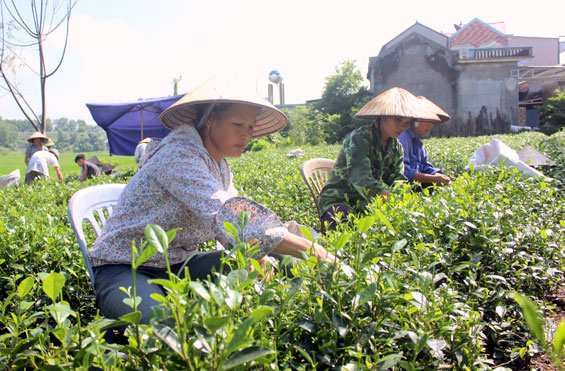  Nhân dân các xã vùng ven Vườn Quốc gia Tam Đảo có thu nhập khá giả nhờ cây chè. Trong ảnh: Người dân xã Phú Xuyên thu hái chè.