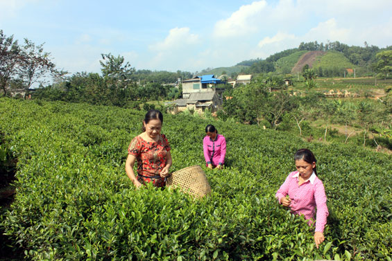  Từ nguồn vốn vay của Agribank Chi nhánh huyện Đại Từ, gia đình bà Lý Thị Xuân, xóm Phúc Lẩm, xã Tiên Hội đã mạnh dạn chuyển đổi 5 sào chè trung du giống cũ sang chè Bát Tiên, cho thu nhập 200 triệu đồng/năm.