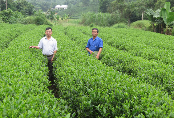  Nương chè của gia đình ông Nguyễn Trọng Vân, xóm Thái Hưng, xã Văn Hán (Đồng Hỷ) được chăm chút khá đẹp.