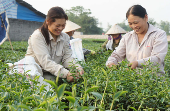  Người dân xóm Cà Phê 1, xã Minh Lập (Đồng Hỷ) thu hái chè để chế biến sản phẩm chuẩn bị cho Festival Trà Thái Nguyên lần thứ 3, năm 2015.