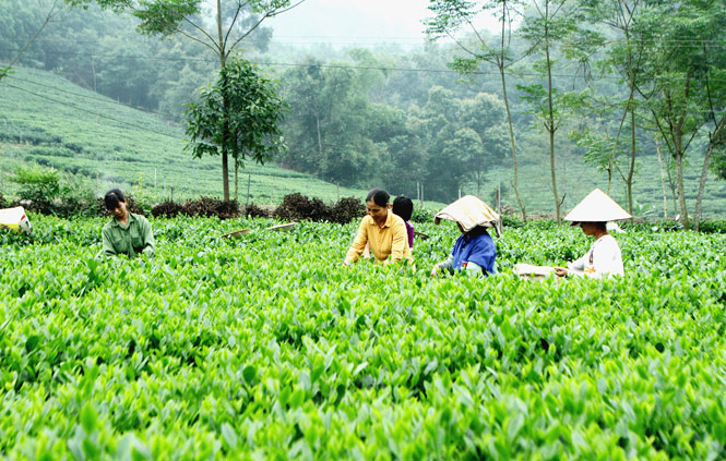  các hội viên phụ nữ xóm Kẹm, xã La Bằng (Đại Từ) giúp nhau thu hái chè.