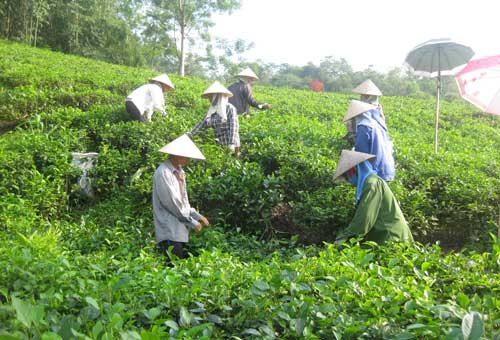  Nông dân xã La Bằng (Đại Từ) hình thành các tổ hợp tác hỗ trợ nhau trong sản xuất, chế biến chè như hái chè đổi công cho nhau, thu gom nguồn hàng để kịp thời cung cấp cho khách hàng có nhu cầu mua với số lượng lớn.