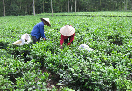  Nông dân xã Tân Cương, T.P Thái Nguyên thu hái chè