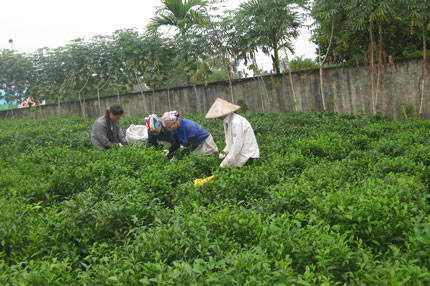  Nông dân Đồng Hỷ thu hái chè