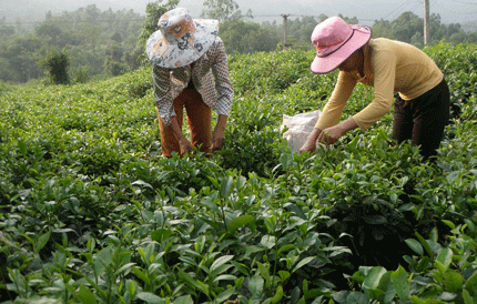  Nông dân Phúc Thuận thu hái chè