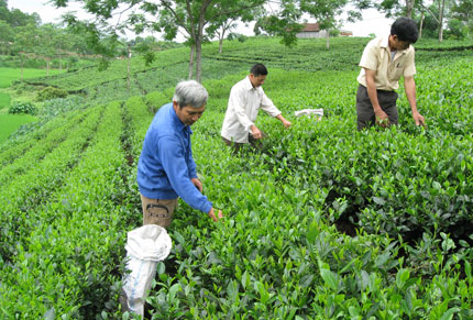  Gia đình anh Hiền thu hái  chè 