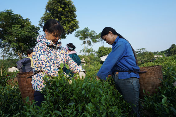  Bà con xóm Tân Ấp 1 thu hái chè.