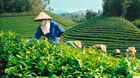  Chè Thái Nguyên