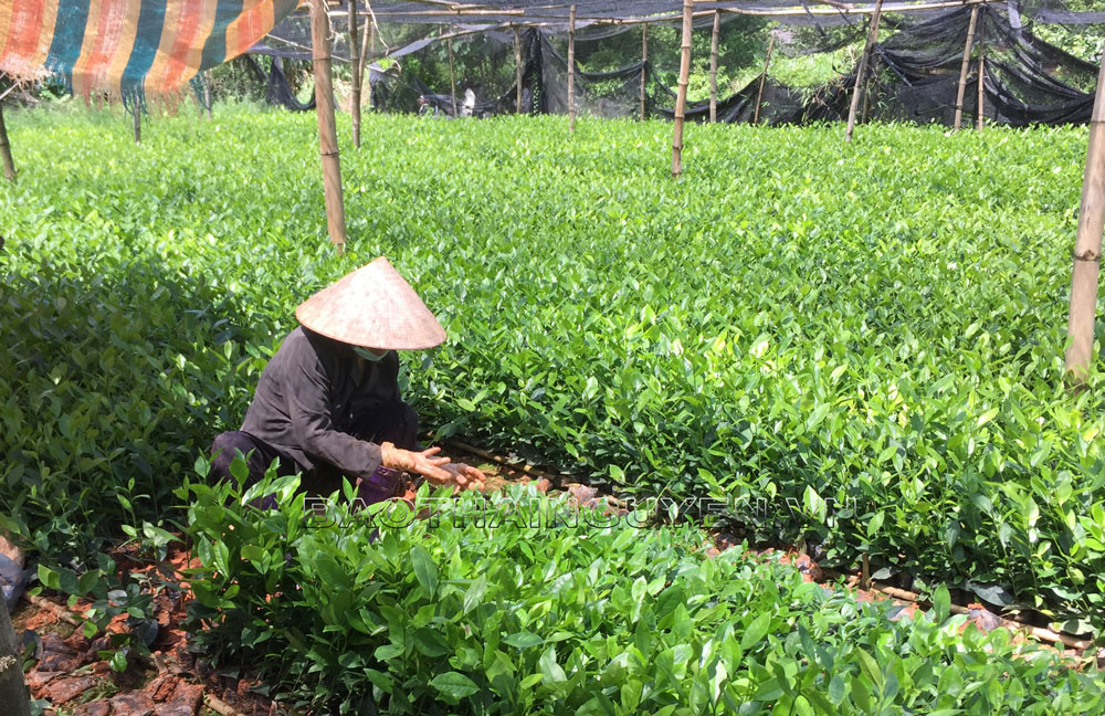  Vườn ươm chè giống của gia đình ông Nông Quốc Trường, ở tổ dân phố 1, thị trấn Sông Cầu (Đồng Hỷ) chăm sóc trên 100 vạn cây giống phục vụ cho người dân trồng chè.