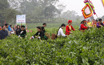  Thi hái chè tại xã La Bằng. Ảnh T.H