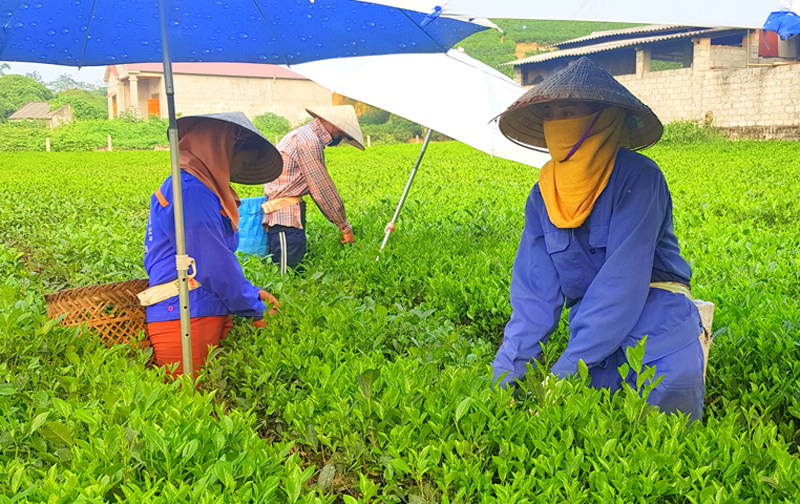  Các thành viên của Làng nghề chè xóm 9, thị trấn Sông Cầu (Đồng Hỷ) đổi công hái chè.