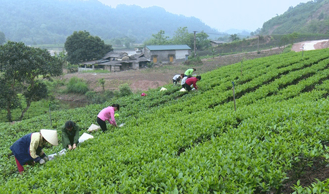  Hiện nay, cây chè là cây trồng chủ lực của xã Phúc Tân (T.X Phổ Yên).